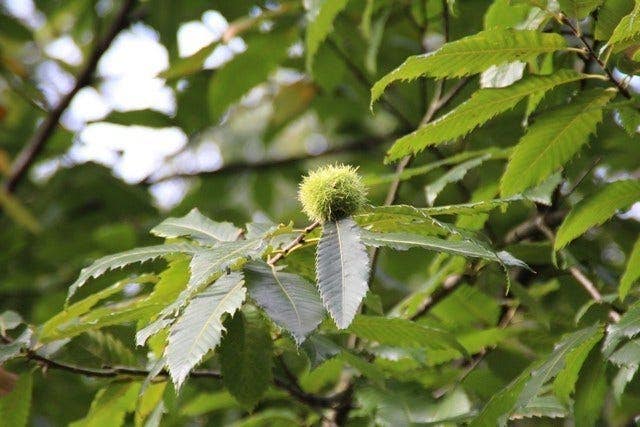 Tamme Kastanje Als Halfstam (Castanea Sativa)