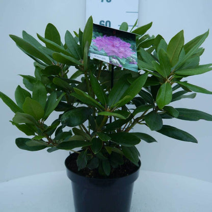  Rhododendron (Rhododendron Catawbiense 'Boursault')