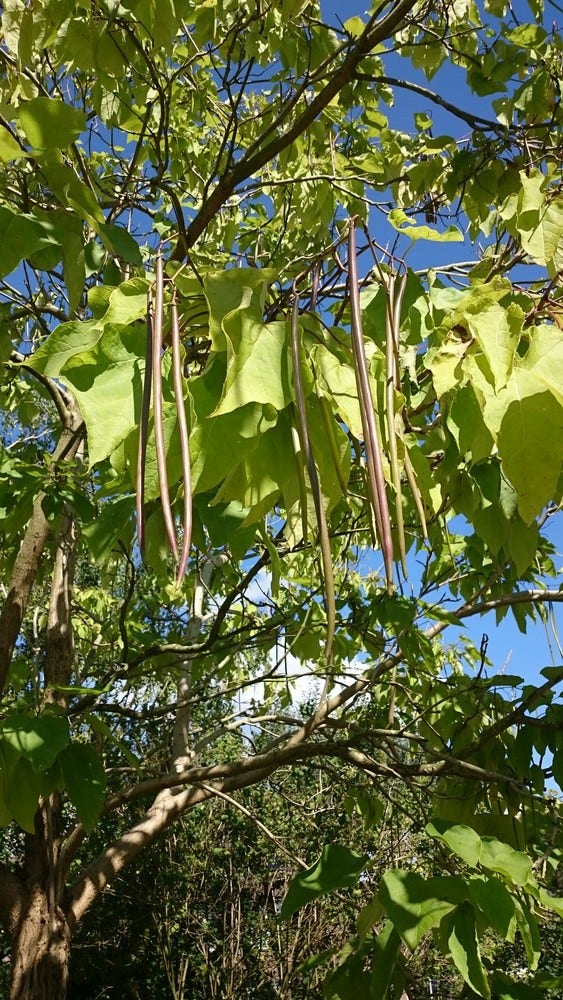  Trompetboom (Catalpa Bignonioides)