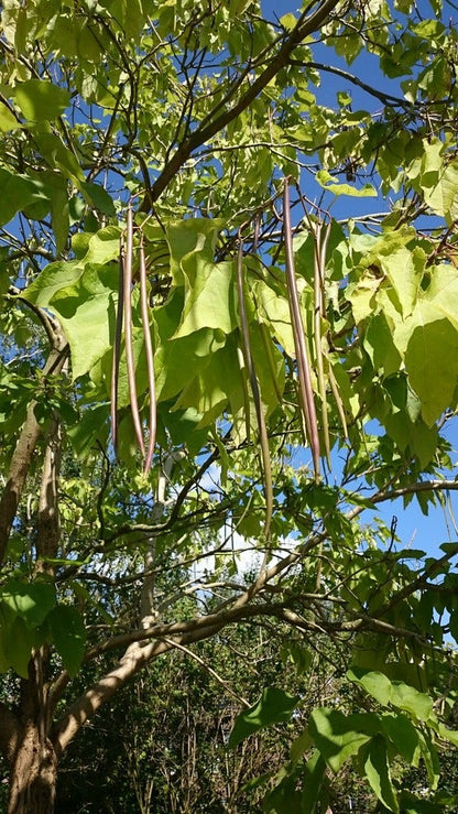  Trompetboom (Catalpa Bignonioides)