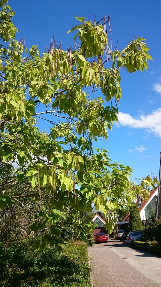  Trompetboom (Catalpa Bignonioides)