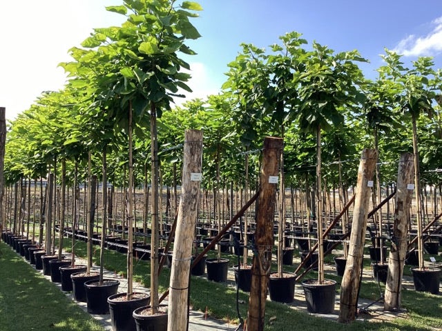  Trompetboom (Catalpa Bignonioides)