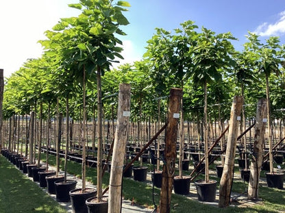  Trompetboom (Catalpa Bignonioides)