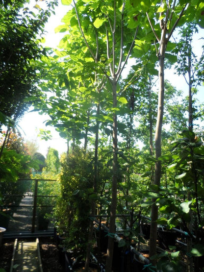  Trompetboom (Catalpa Bignonioides)