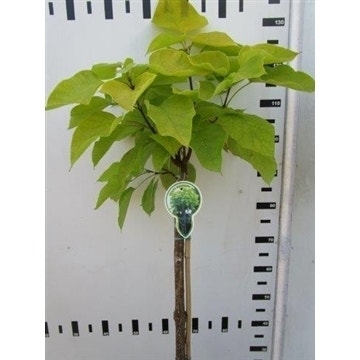  Trompetboom Op Stam (Catalpa Bignonioides 'Aurea')