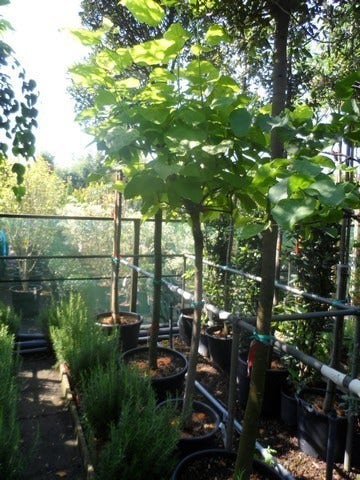  Gele Trompetboom (Catalpa Bignonioides 'Aurea')