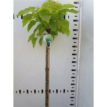  Trompetboom Op Stam (Catalpa Bignonioides 'Aurea')