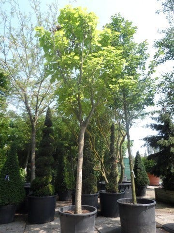  Gele Trompetboom (Catalpa Bignonioides 'Aurea')