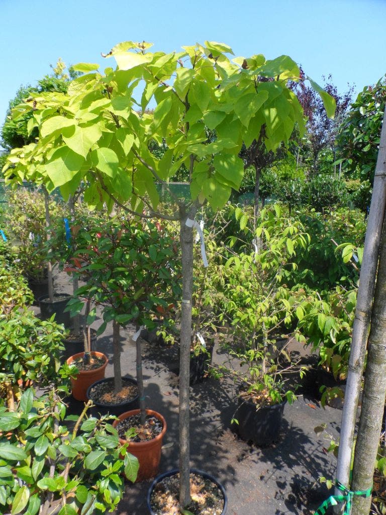  Gele Trompetboom (Catalpa Bignonioides 'Aurea')