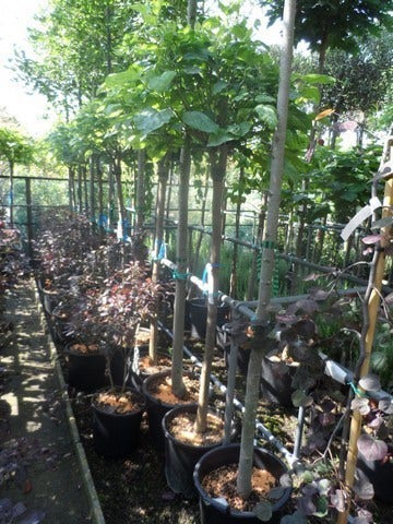  Trompetboom Op Stam (Catalpa Bignonioides 'Nana'), Halfstam