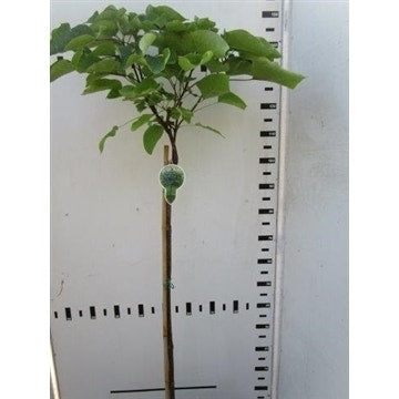  Trompetboom Op Stam (Catalpa Bignonioides 'Nana'), Halfstam