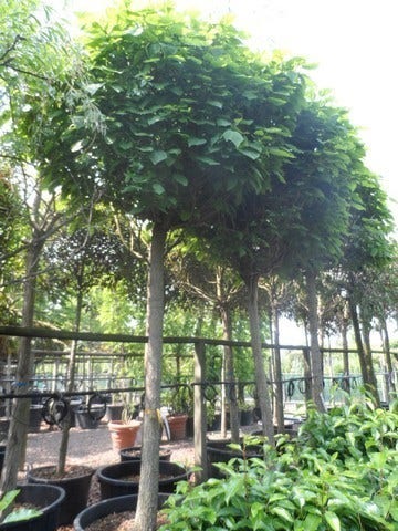  Bolcatalpa (Catalpa Bignonioides 'Nana')