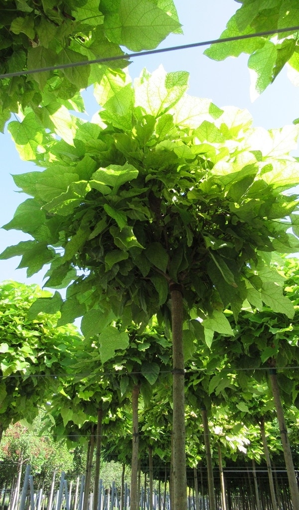  Bolcatalpa (Catalpa Bignonioides 'Nana')