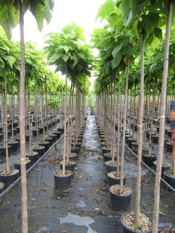  Bolcatalpa (Catalpa Bignonioides 'Nana')