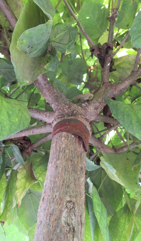  Bolcatalpa (Catalpa Bignonioides 'Nana')