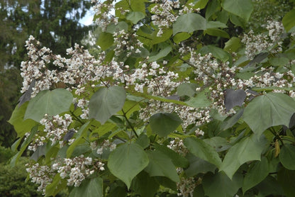  Purperkleurige Trompetboom (Catalpa Erubescens 'Purpurea')