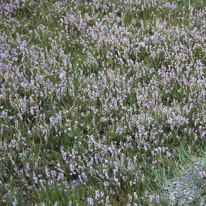  Struikheide (Calluna Vulgaris)