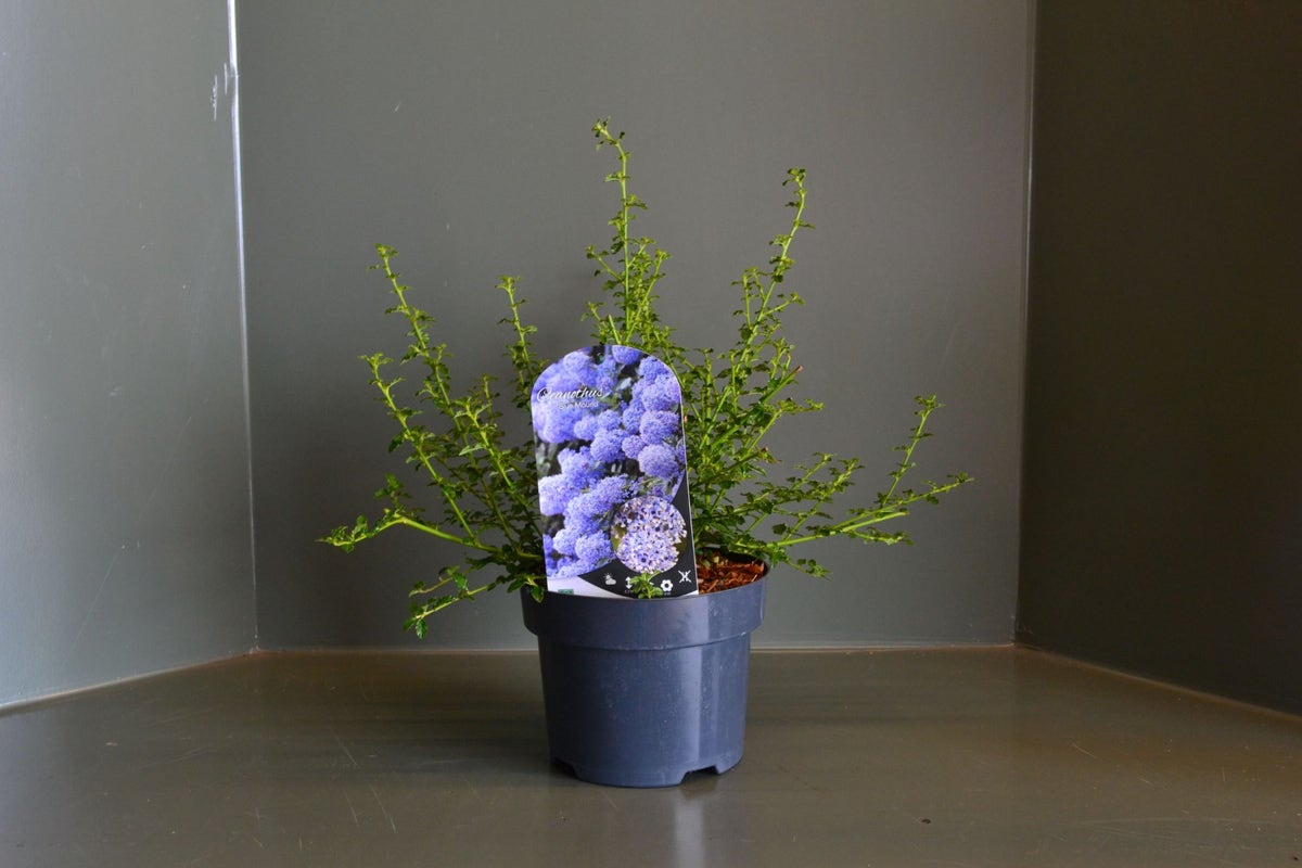  Amerikaanse Sering (Ceanothus ‘Blue Mound’)