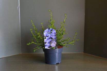  Amerikaanse Sering (Ceanothus ‘Blue Mound’)
