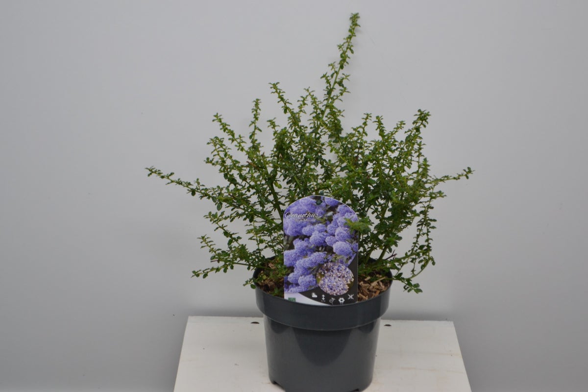  Amerikaanse Sering (Ceanothus ‘Blue Mound’)