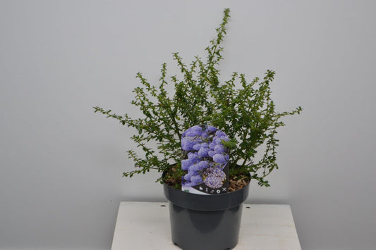  Amerikaanse Sering (Ceanothus ‘Blue Mound’)