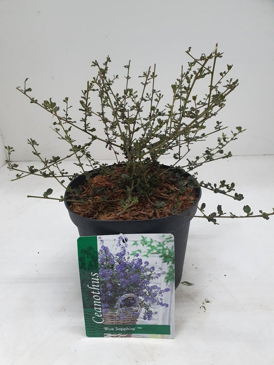  Amerikaanse Sering (Ceanothus 'Blue Sapphire')