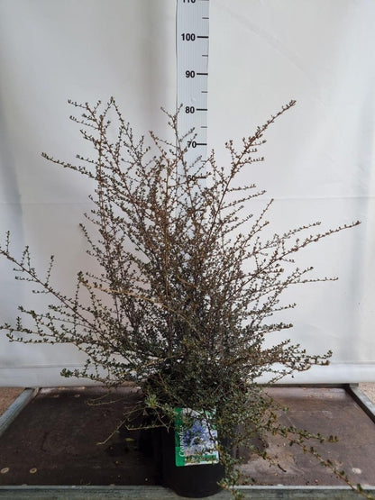  Amerikaanse Sering (Ceanothus 'Blue Sapphire')