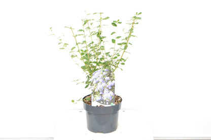  Amerikaanse Sering (Ceanothus Burkwoodii)