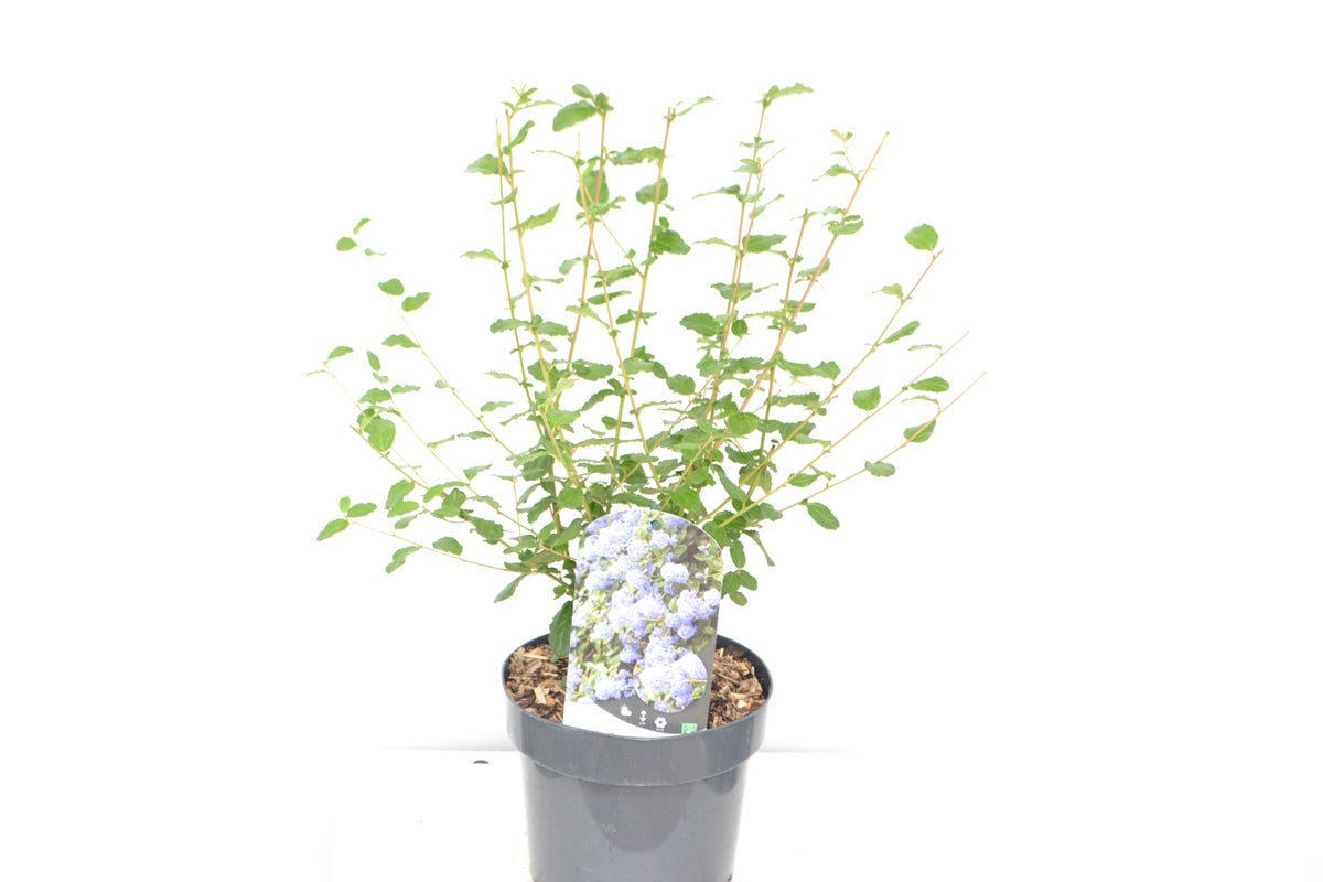  Amerikaanse Sering (Ceanothus Burkwoodii)