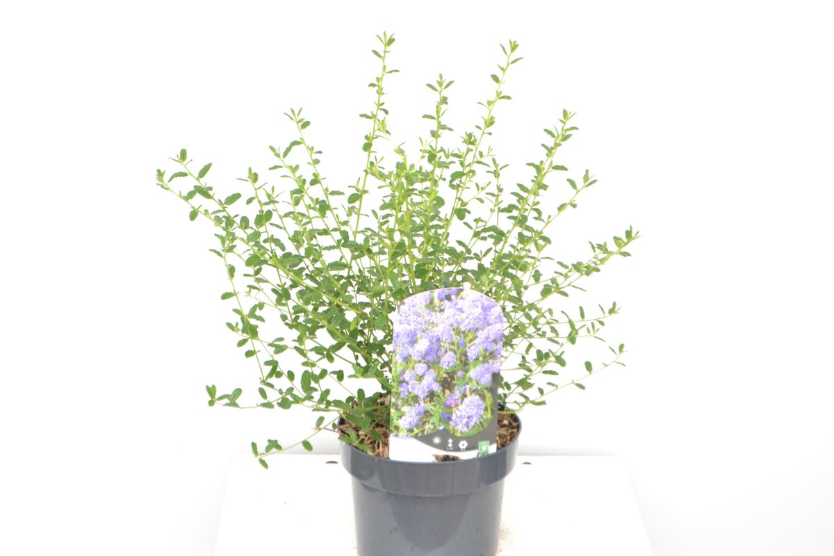  Amerikaanse Sering (Ceanothus 'Concha')