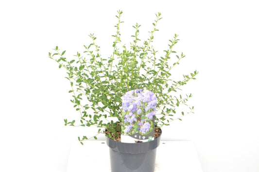  Amerikaanse Sering (Ceanothus 'Concha')