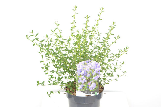 Amerikaanse Sering (Ceanothus 'Concha')