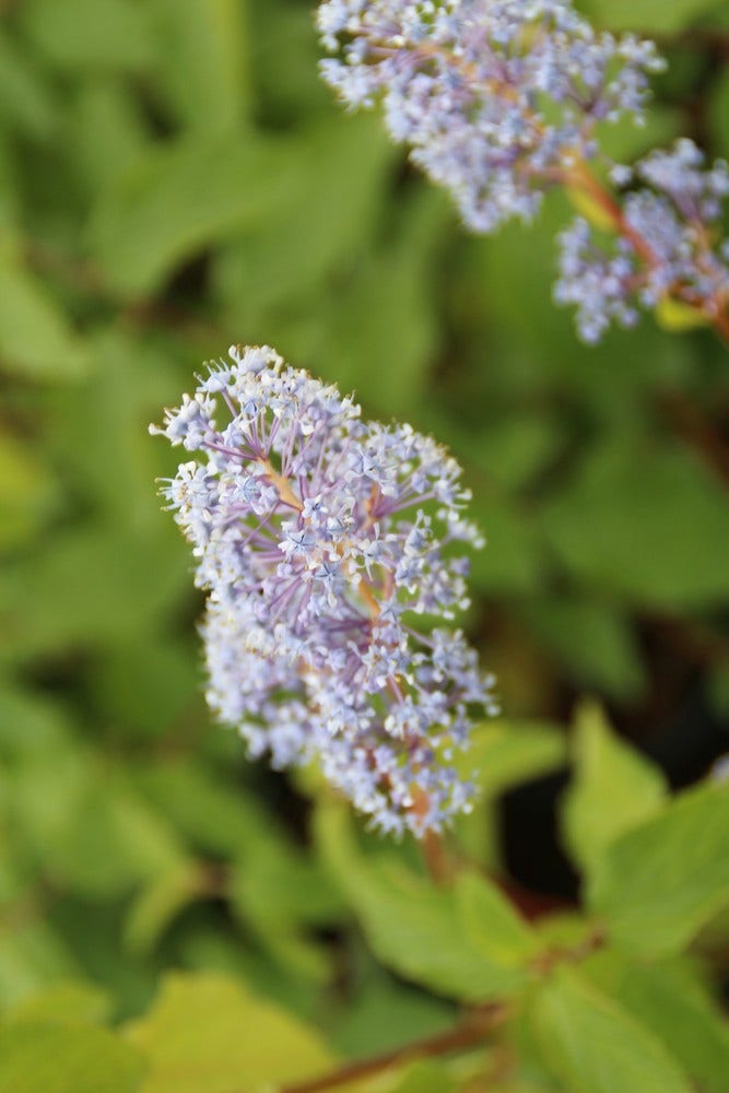  Amerikaanse Sering (Ceanothus 'Gloire De Versailles')