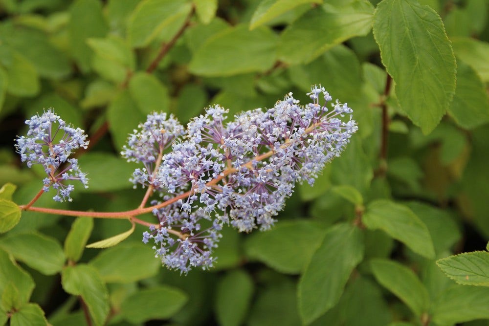  Amerikaanse Sering (Ceanothus 'Gloire De Versailles')