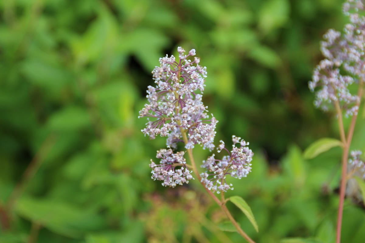  Amerikaanse Sering (Ceanothus 'Gloire De Versailles')