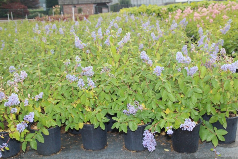  Amerikaanse Sering (Ceanothus 'Gloire De Versailles')