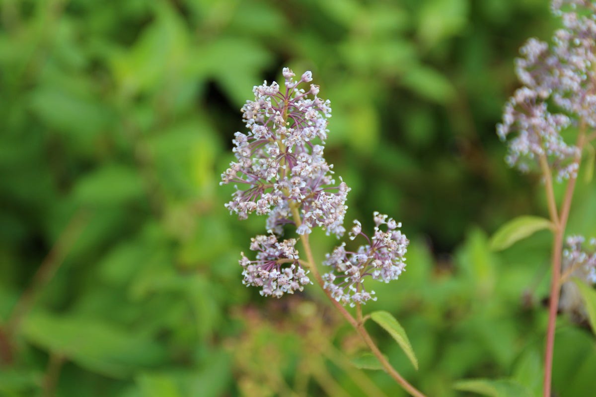  Amerikaanse Sering (Ceanothus 'Gloire De Versailles')