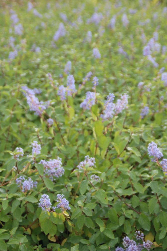 Amerikaanse Sering (Ceanothus 'Gloire De Versailles')