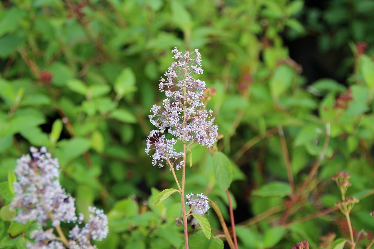  Amerikaanse Sering (Ceanothus 'Gloire De Versailles')