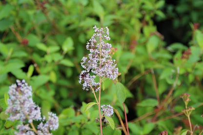  Amerikaanse Sering (Ceanothus 'Gloire De Versailles')
