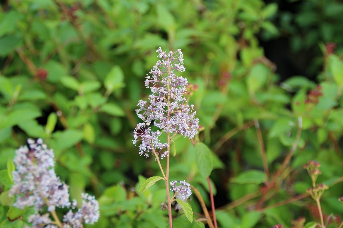  Amerikaanse Sering (Ceanothus 'Gloire De Versailles')