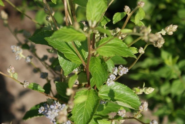  Amerikaanse Sering (Ceanothus 'Gloire De Versailles')