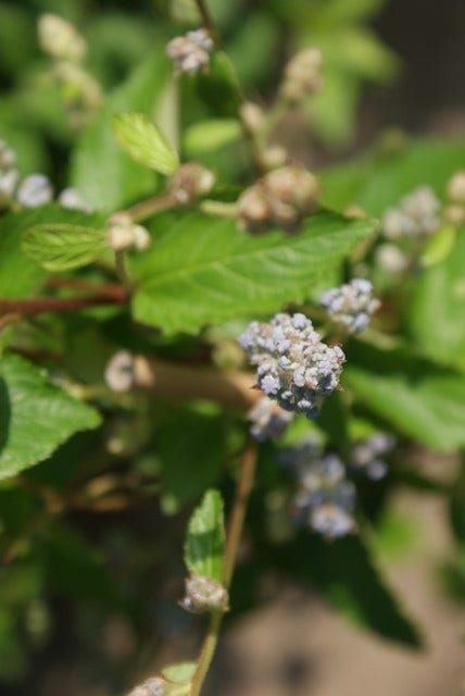  Amerikaanse Sering (Ceanothus 'Gloire De Versailles')