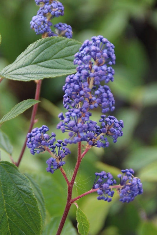  Amerikaanse Sering (Ceanothus 'Henri Desfosse')