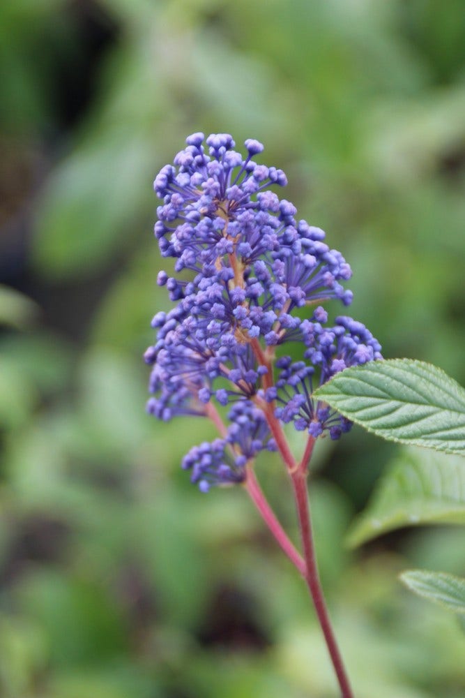  Amerikaanse Sering (Ceanothus 'Henri Desfosse')