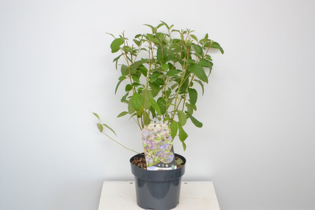 Amerikaanse Sering (Ceanothus 'Henri Desfosse')