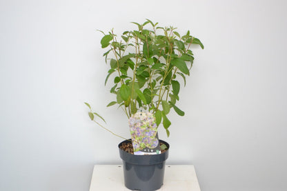  Amerikaanse Sering (Ceanothus 'Henri Desfosse')