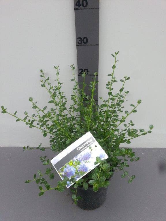  Amerikaanse Sering (Ceanothus Impressus 'Victoria')