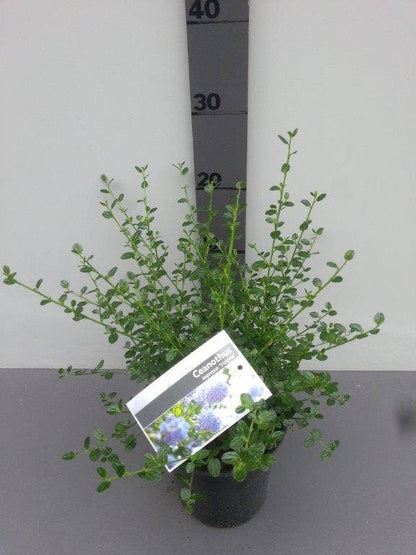  Amerikaanse Sering (Ceanothus Impressus 'Victoria')