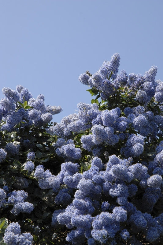  Amerikaanse Sering (Ceanothus Impressus 'Victoria')